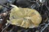 Sphaeroma serratum